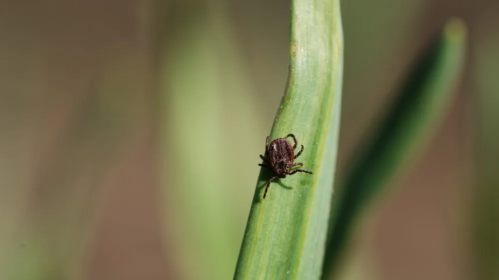 When Is Tick Season in PA? Protecting Your Home, Family, and Pets.