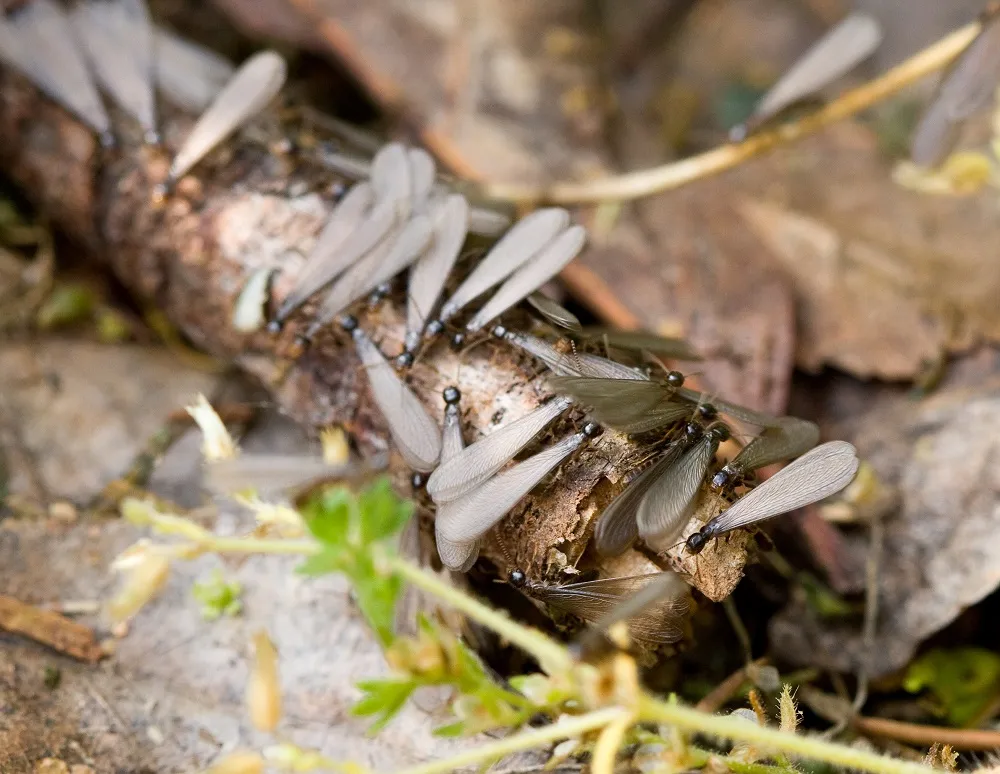 How to Get Rid of Flying Termites