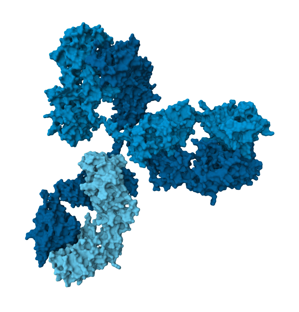 Antibody IgG structure (Mol* export)