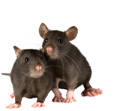 rodent- control : photo of mice