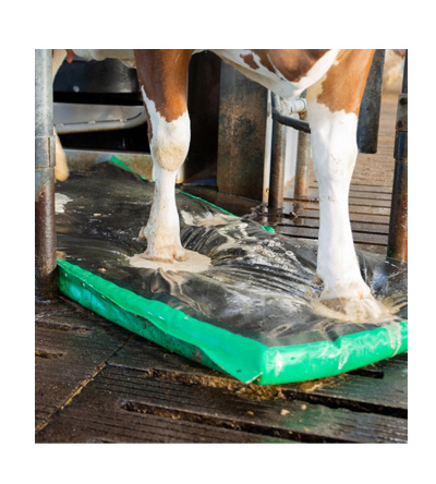 Care Chem Supplies Cow Walk