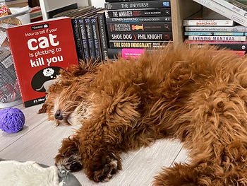 Australian Labradoodle sleeping with a book