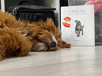 Australian Labradoodle sleeping with a book