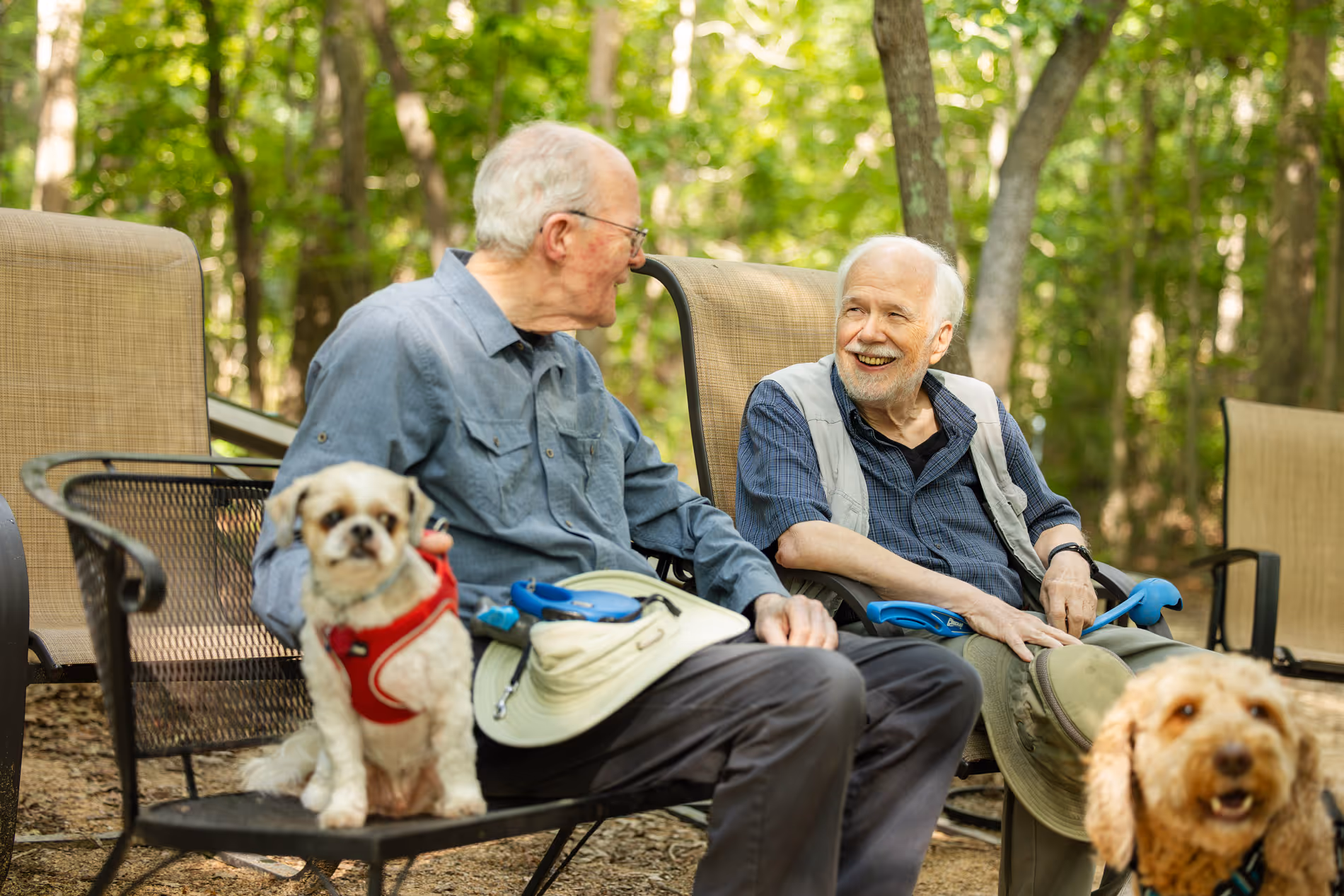Two elderly men sitting on a bench, talking and smiling, with small dogs nearby.