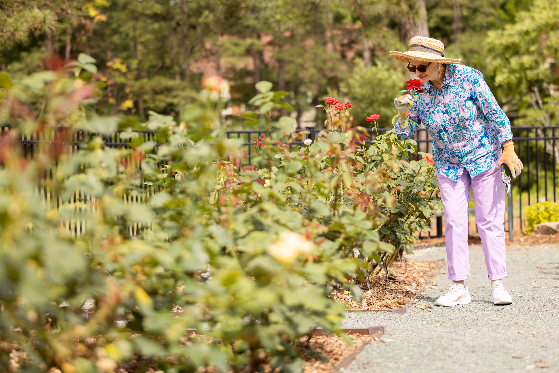 A person in a hat smells flowers in a garden, surrounded by blooming rose bushes.