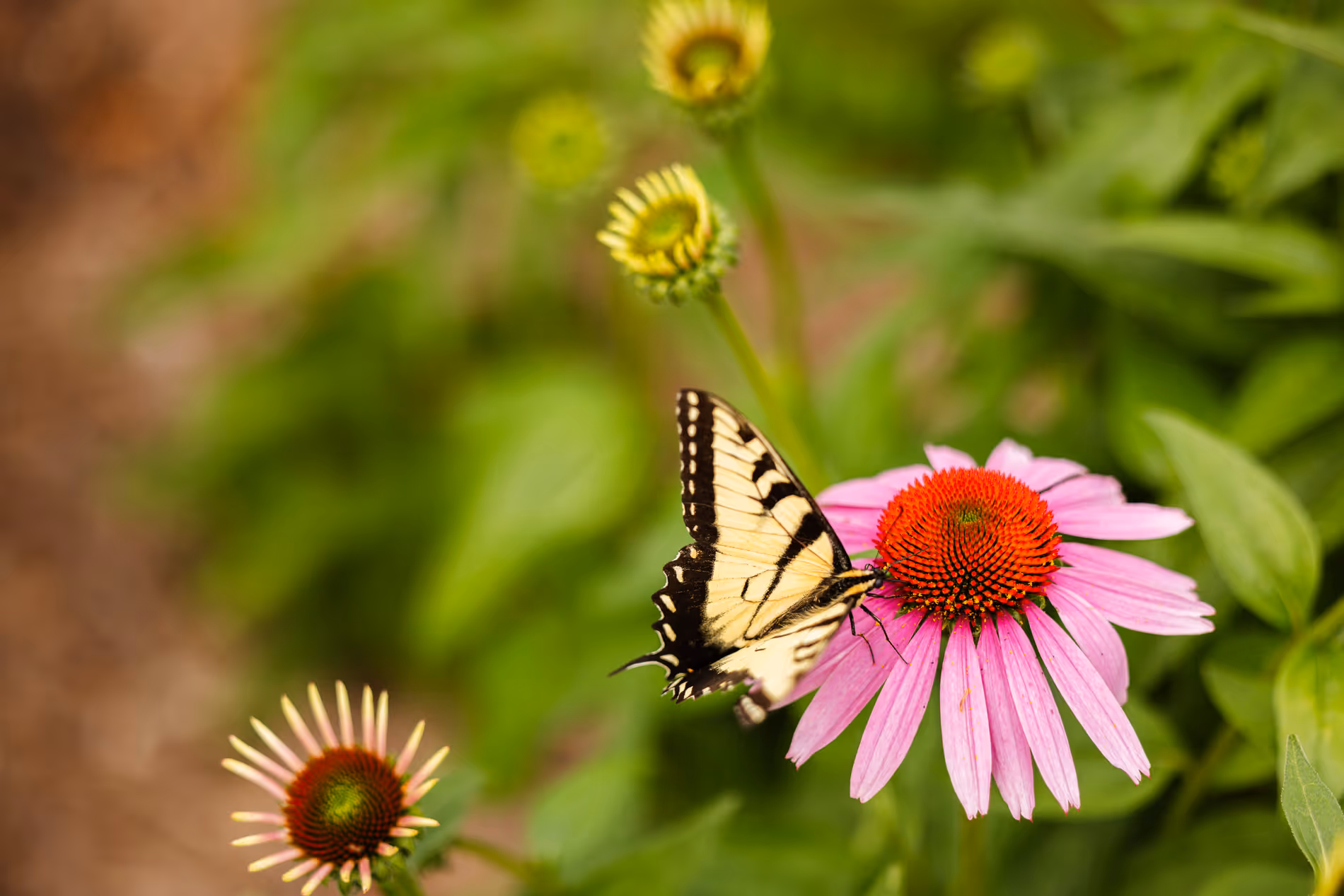 A butterfly rests on a pink flower with green leaves surrounding it.