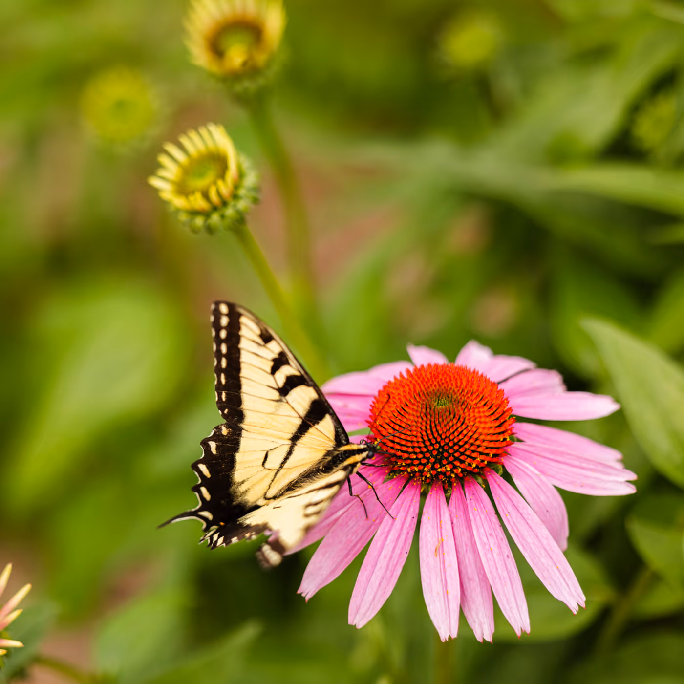 A yellow and black butterfly rests on a pink flower with a red center.