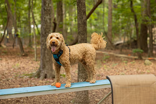 A curly-haired dog stands happily on a seesaw in the woods with a ball nearby.