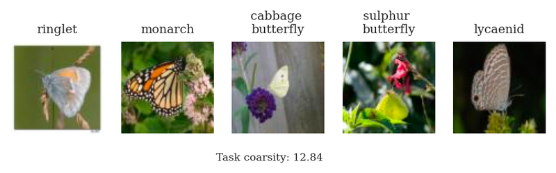 ringlet, monarch, cabbage butterfly, sulphur butterfly, lycaenid