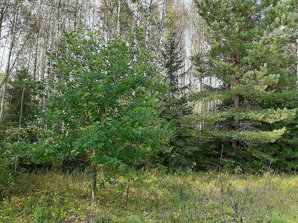 Attēls:Kuiķuļu svētozolu birzs vieta - kulta vieta.jpg
