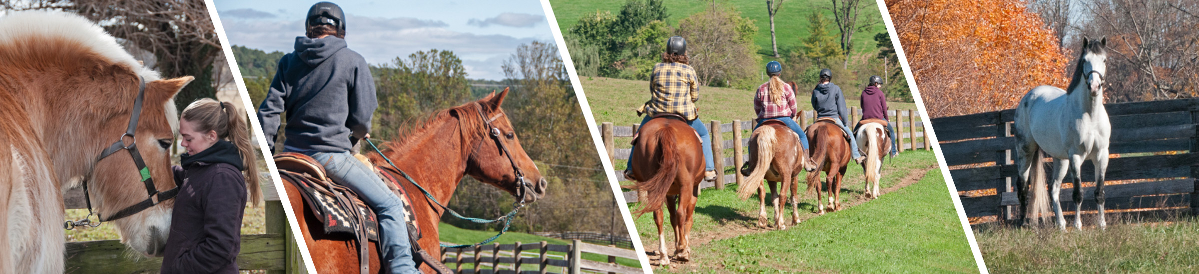 4 piece image showing horses in various activities
