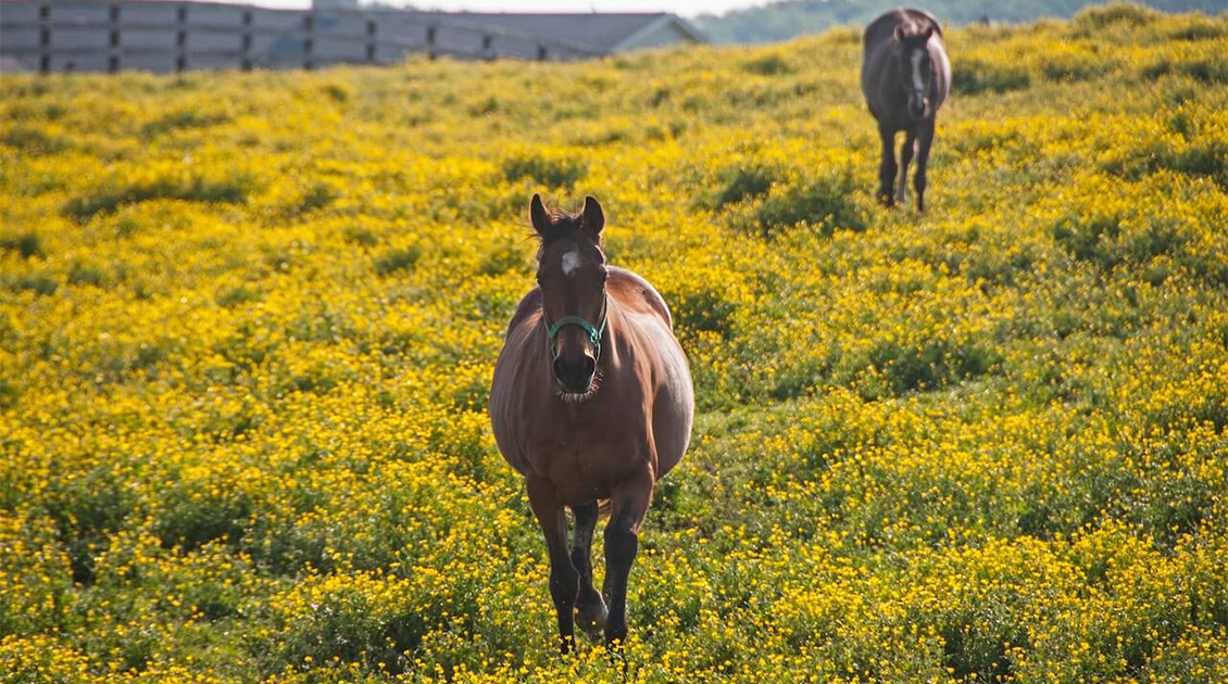 2 horses grazing in a field of flowers
