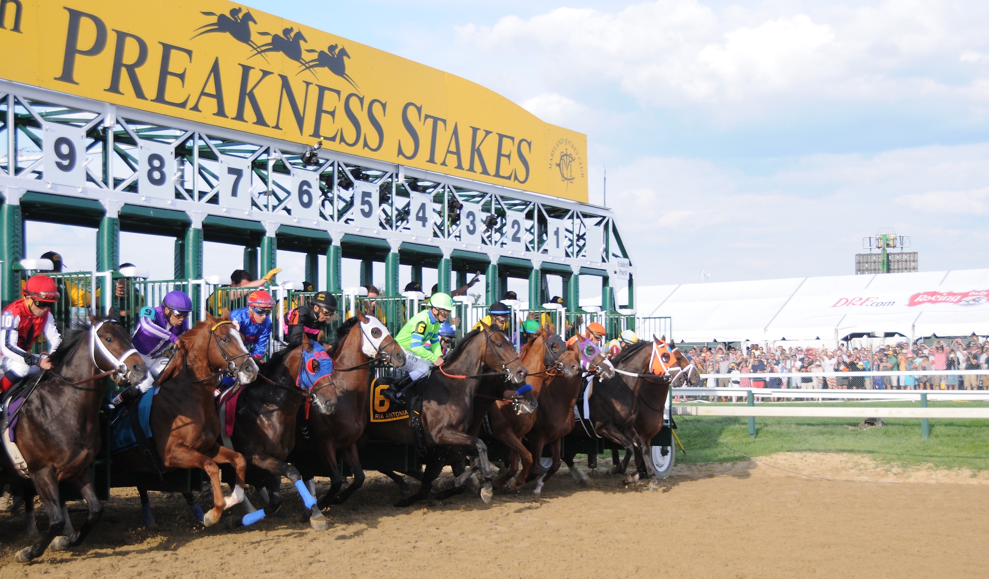 horse racers coming out of the gate at Preakness Stakes race
