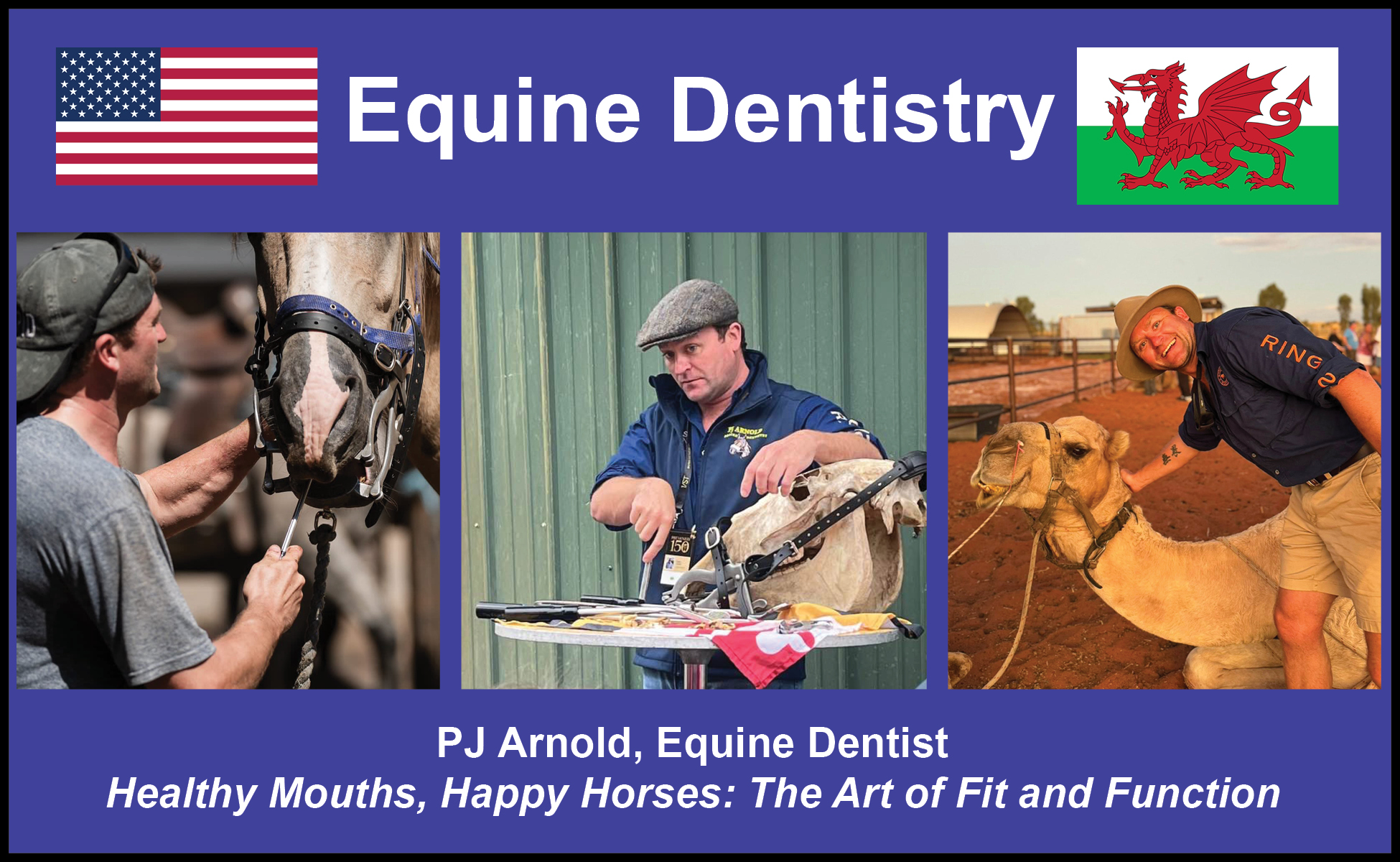 Equine Dentistry, Bit and Bridle Fitting
