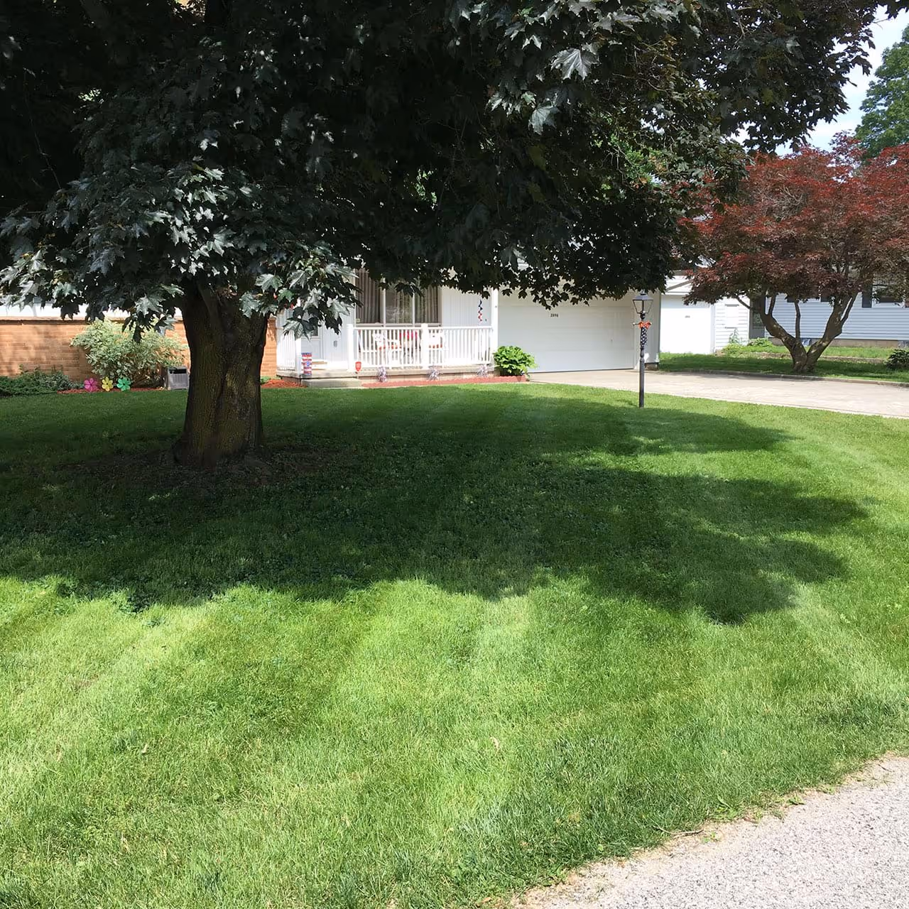 Overgrown hedge trimming in Lenawee County
