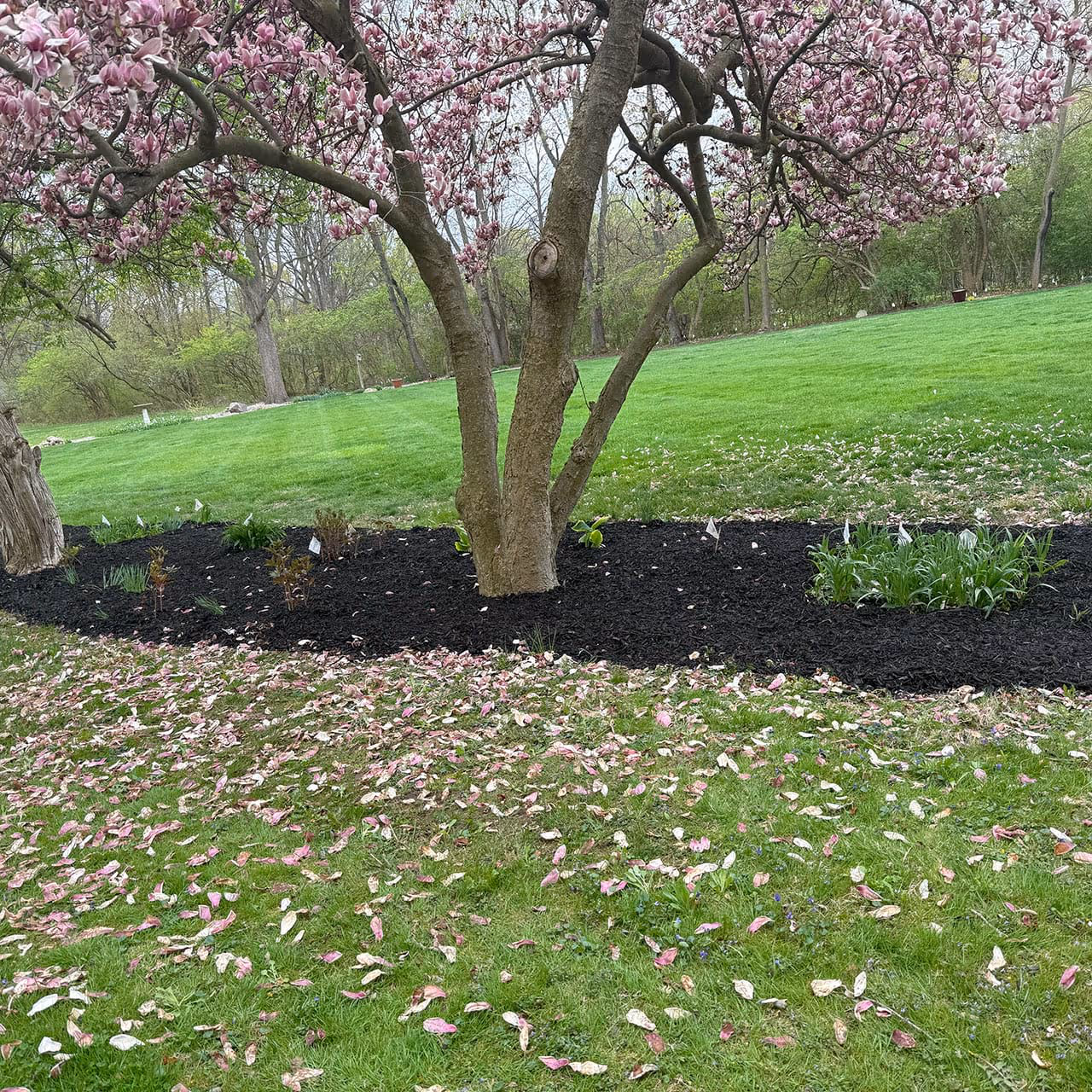 Expert lawn maintenance near me