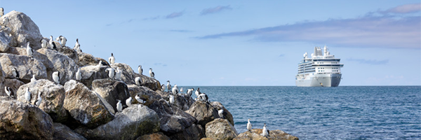 Penguins on a rocky shore with a Silversea ship offshore
