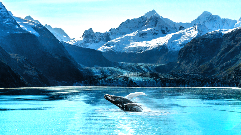 Whale breaching in Alaska