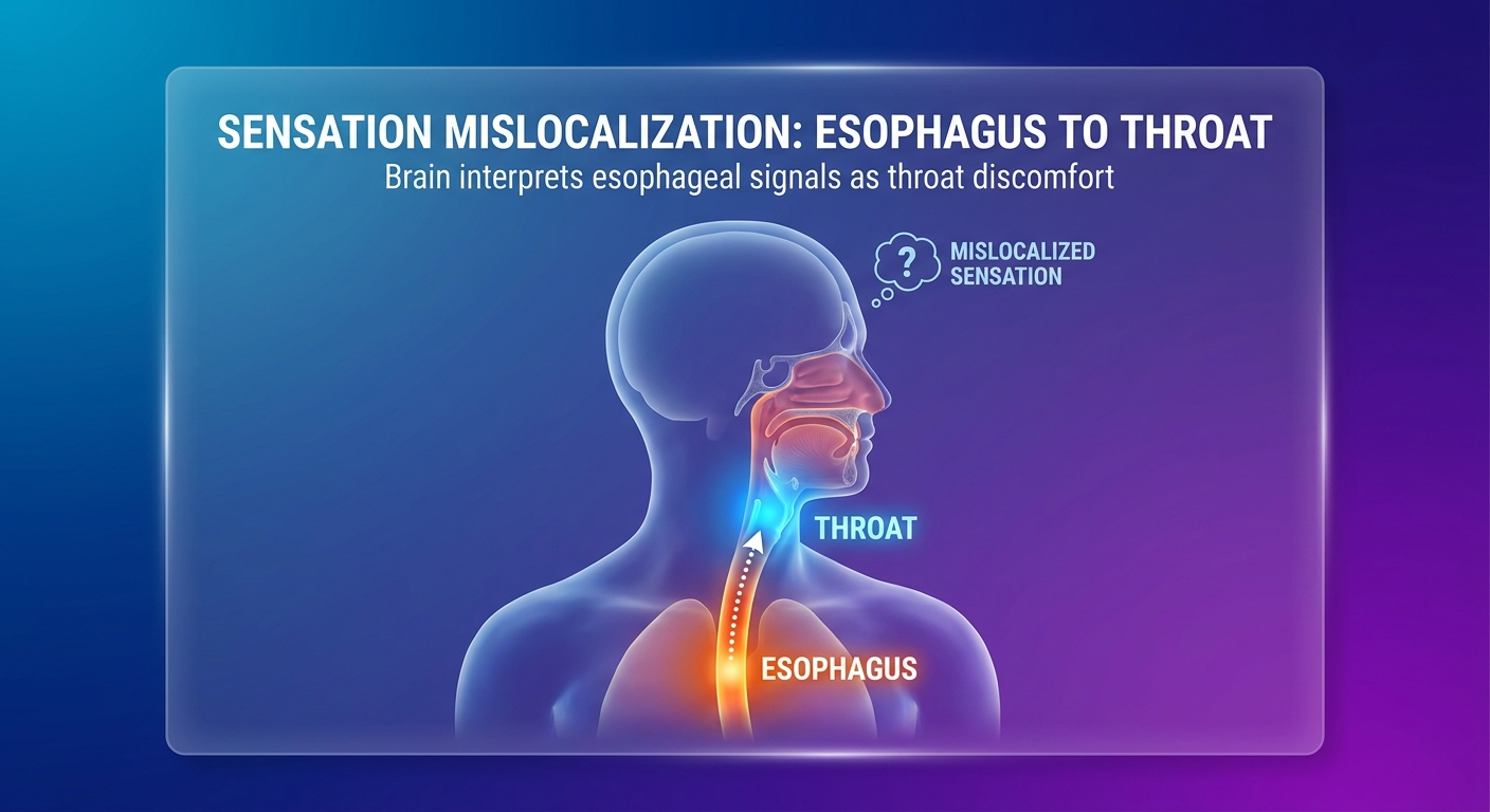 Why throat sensations can come from the esophagus (sensation mislocalization)