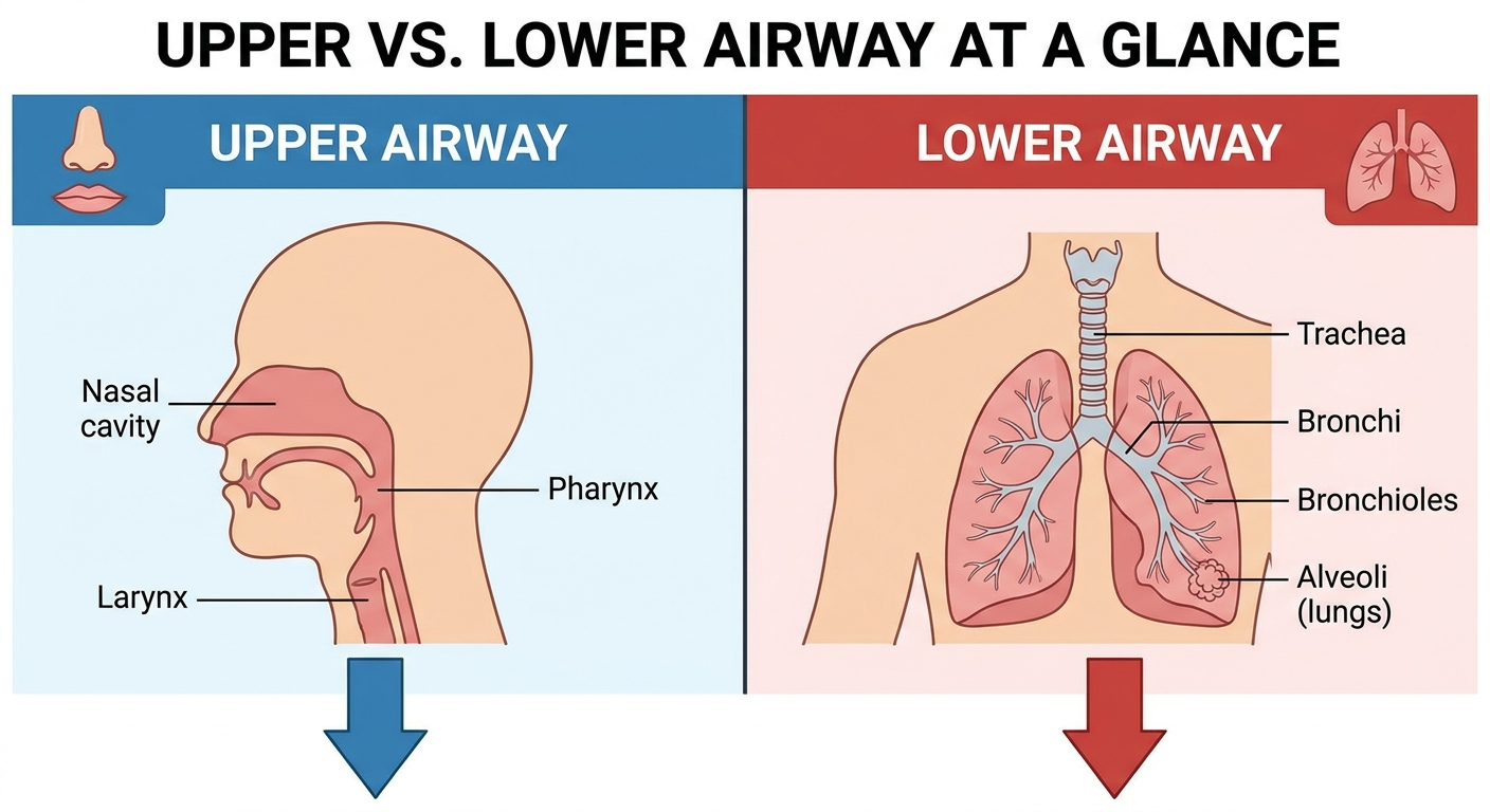 Vocal Cord Dysfunction vs Asthma: Key Differences, Symptoms, and Treatment