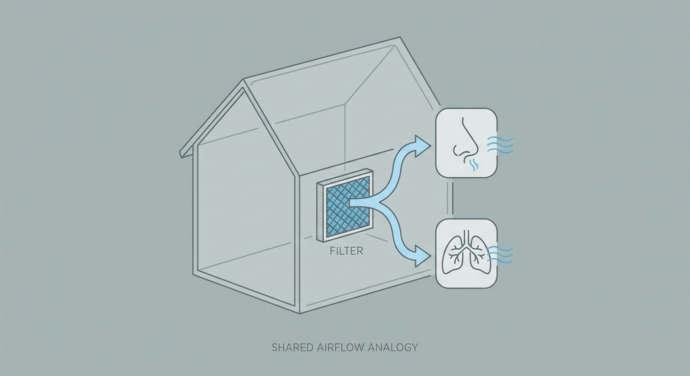 HVAC analogy showing shared airflow between nose and lungs via a central filter