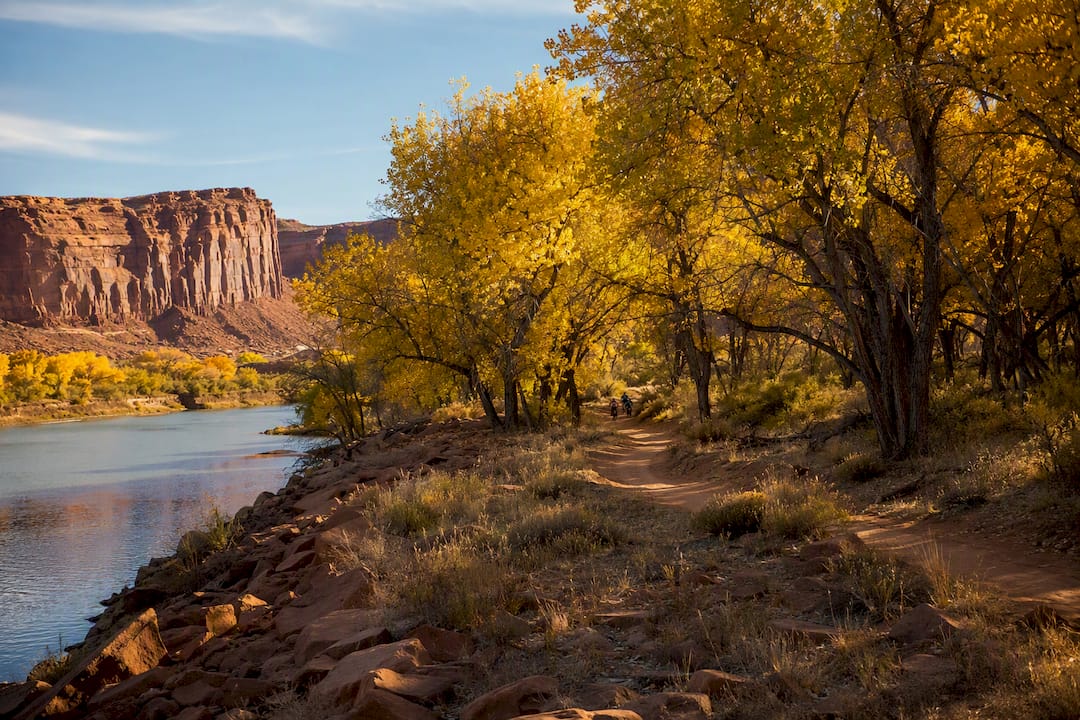 Golden cottonwoods beside Moab red sandstone