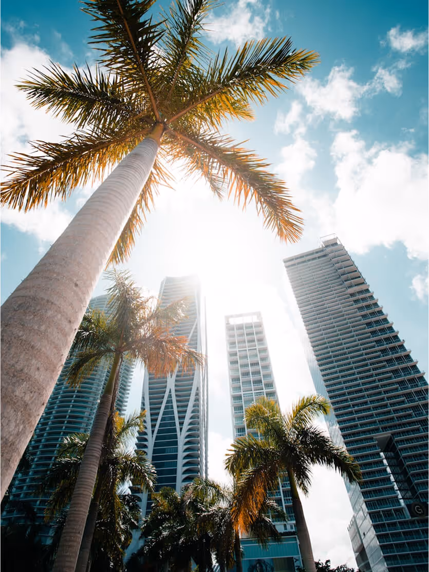 A tall palm tree standing in front of tall buildings.
