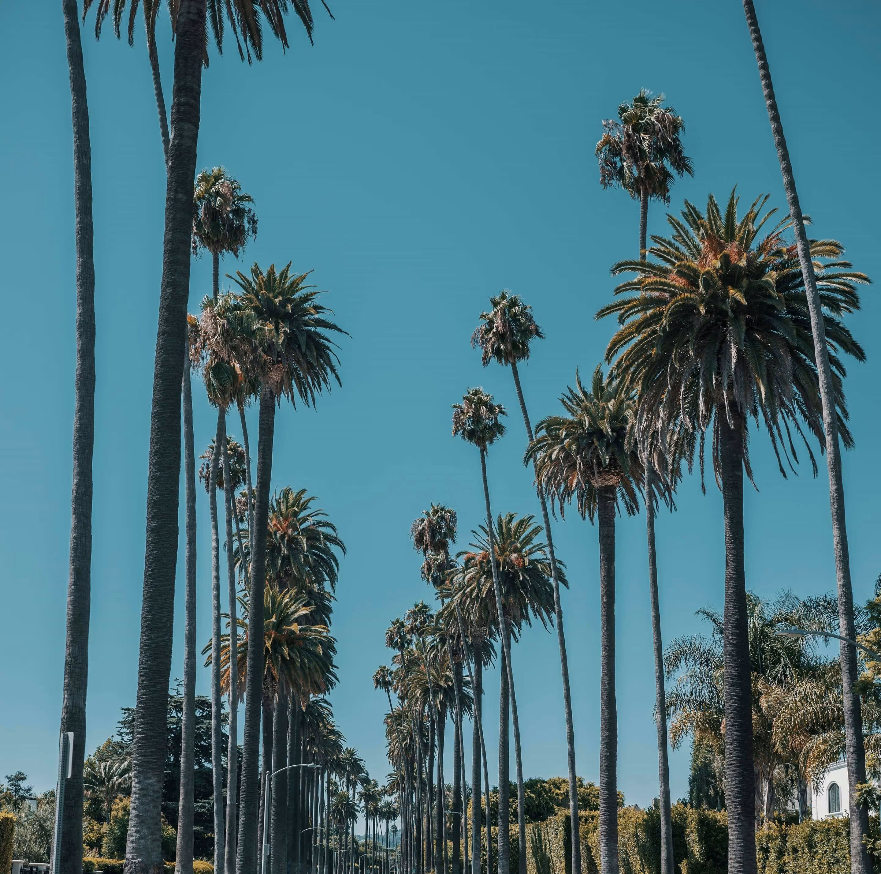 A row of palm trees on a sunny day.