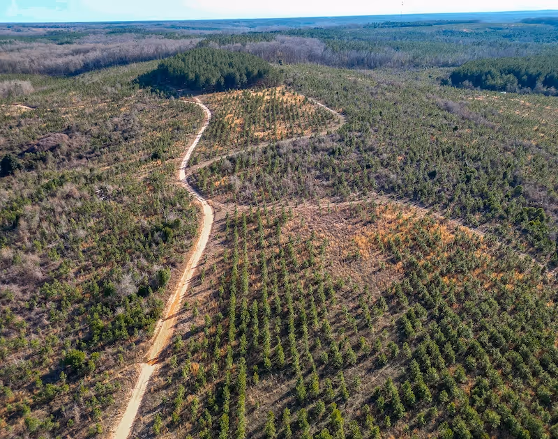 An arial view of trees