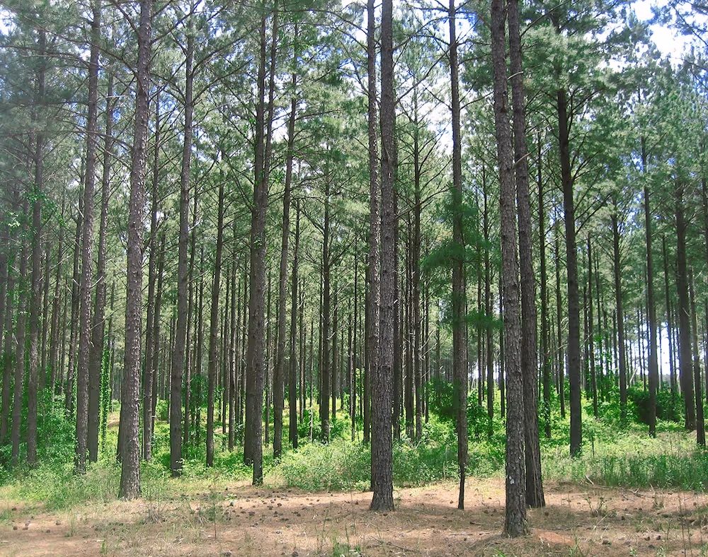 Trees in a forrest 