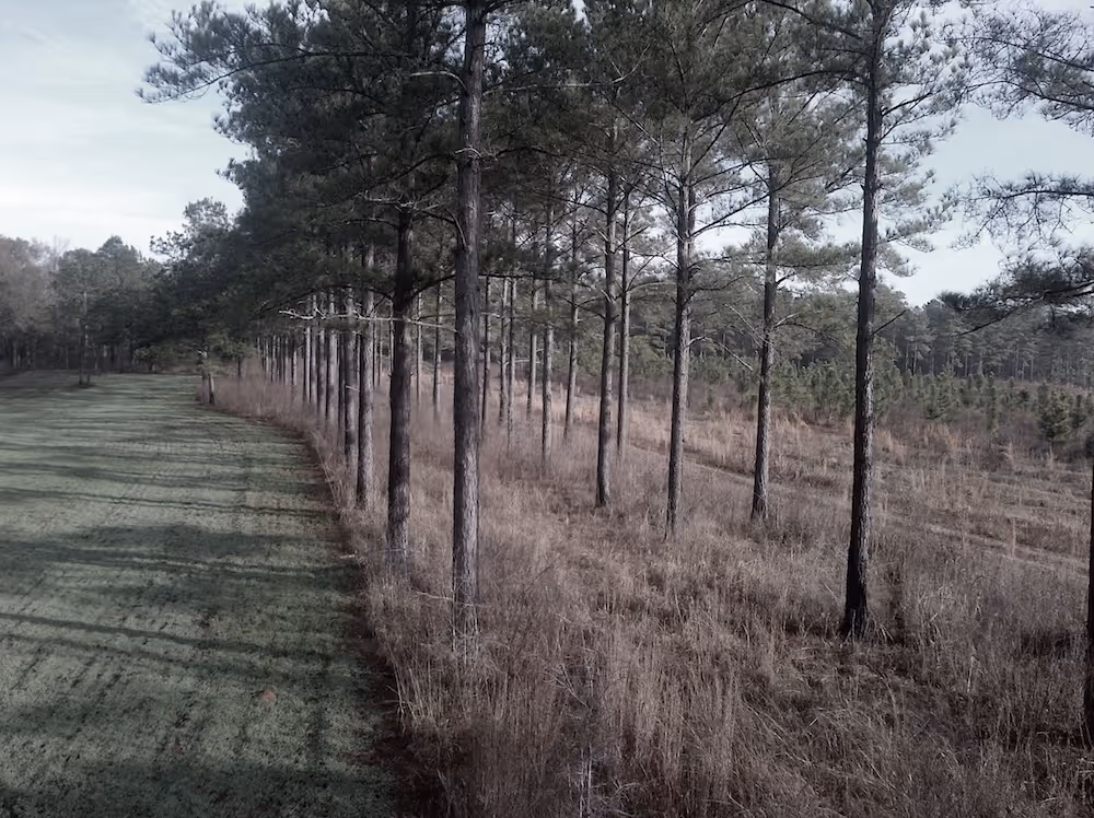 A row of trees in a forest 