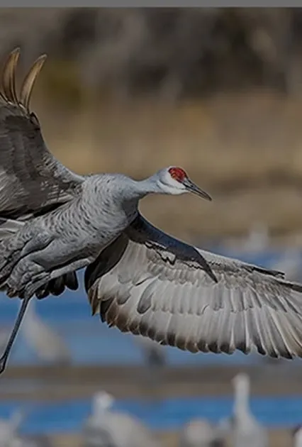 A sandhill crane in flight with outstretched wings, its red crown vibrant against a blurred background of water and distant cranes, creating a serene scene.