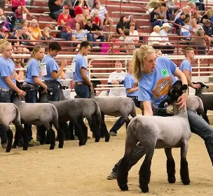 Young exhibitors in blue shirts showcase sheep at a livestock competition. An engaged audience watches from bleachers, adding lively energy.
