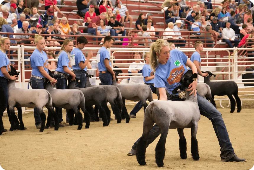 Young exhibitors in blue shirts showcase sheep at a livestock competition. An engaged audience watches from bleachers, adding lively energy.