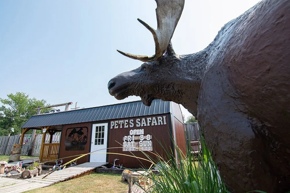 Large moose statue in foreground, rustic building labeled "Pete's Safari" in background. Bright day, outdoor setting with grass and decorative items.