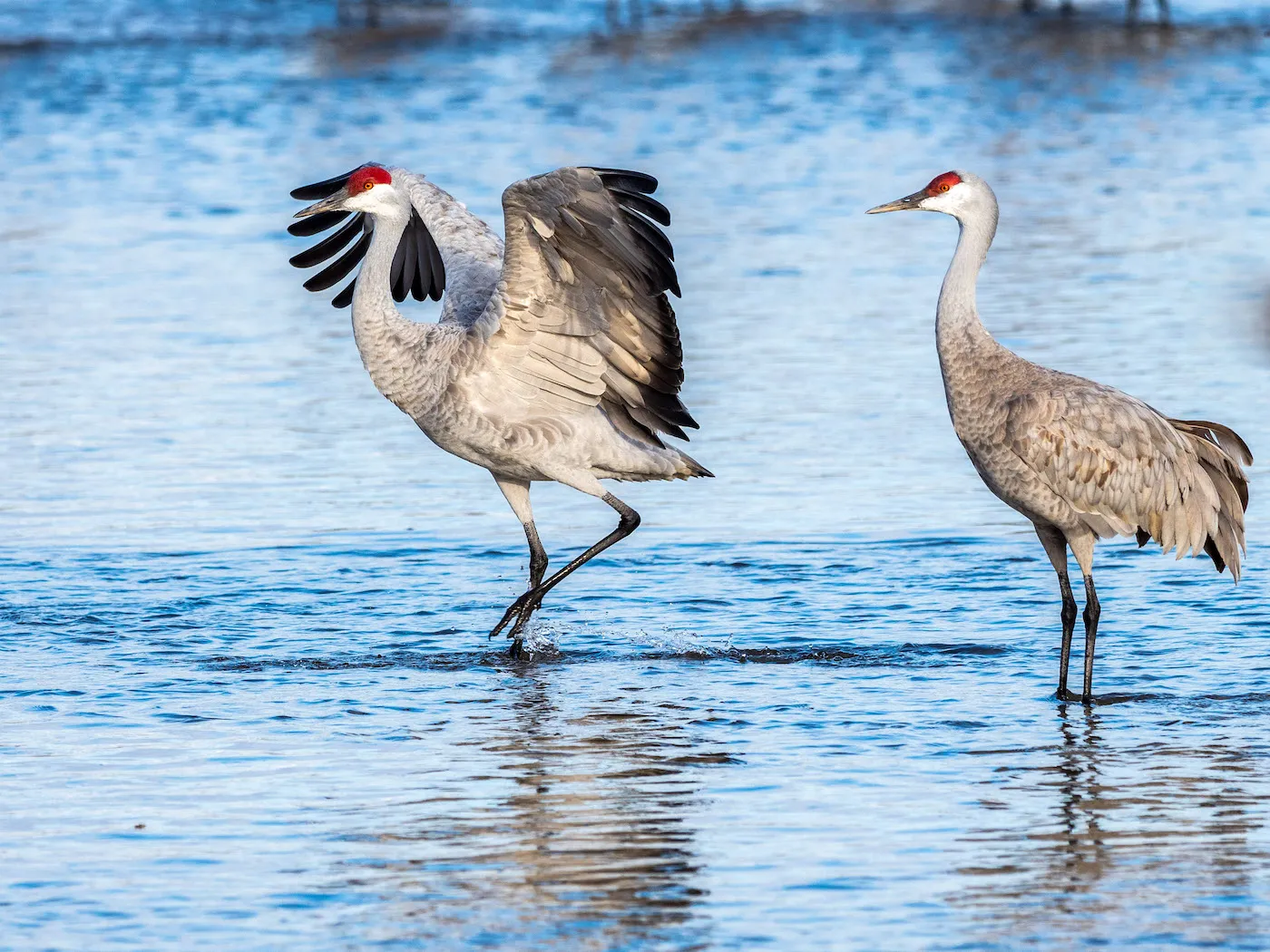 A sandhill crane with gray plumage and a striking red crown stands gracefully by a blurred water background, conveying calmness and elegance.