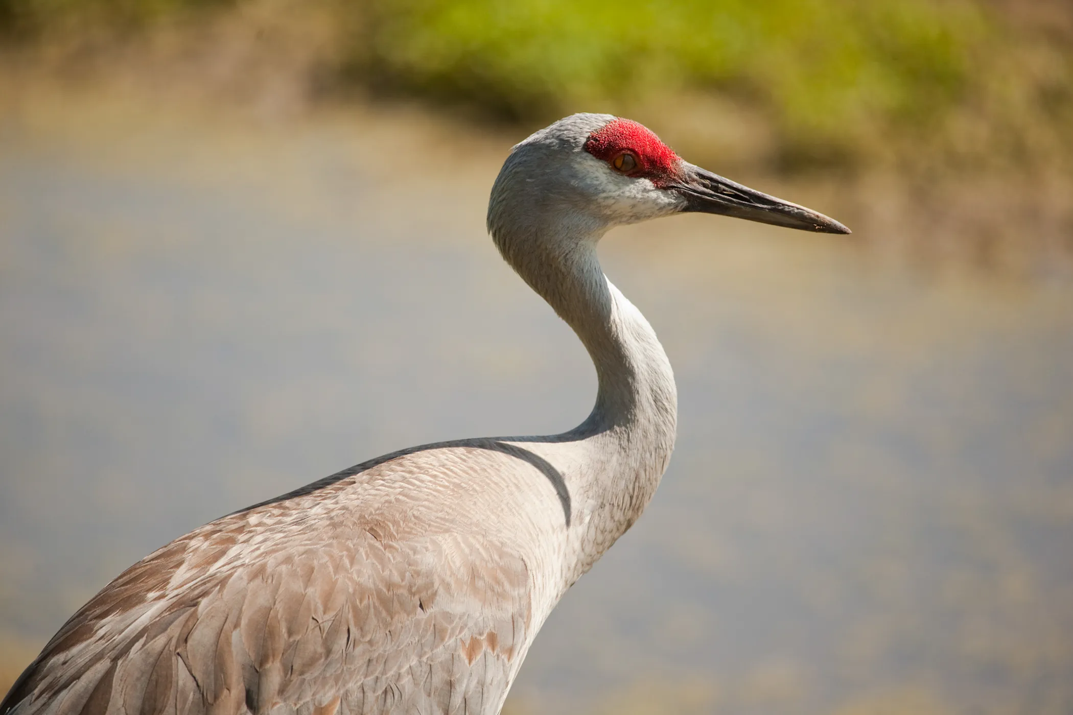 A sandhill crane with gray plumage and a striking red crown stands gracefully by a blurred water background, conveying calmness and elegance.