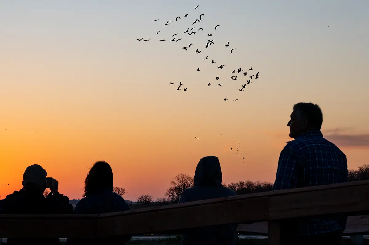Flocks of sandhill cranes take flight over the Platte River during their spring migration at a public viewing deck.