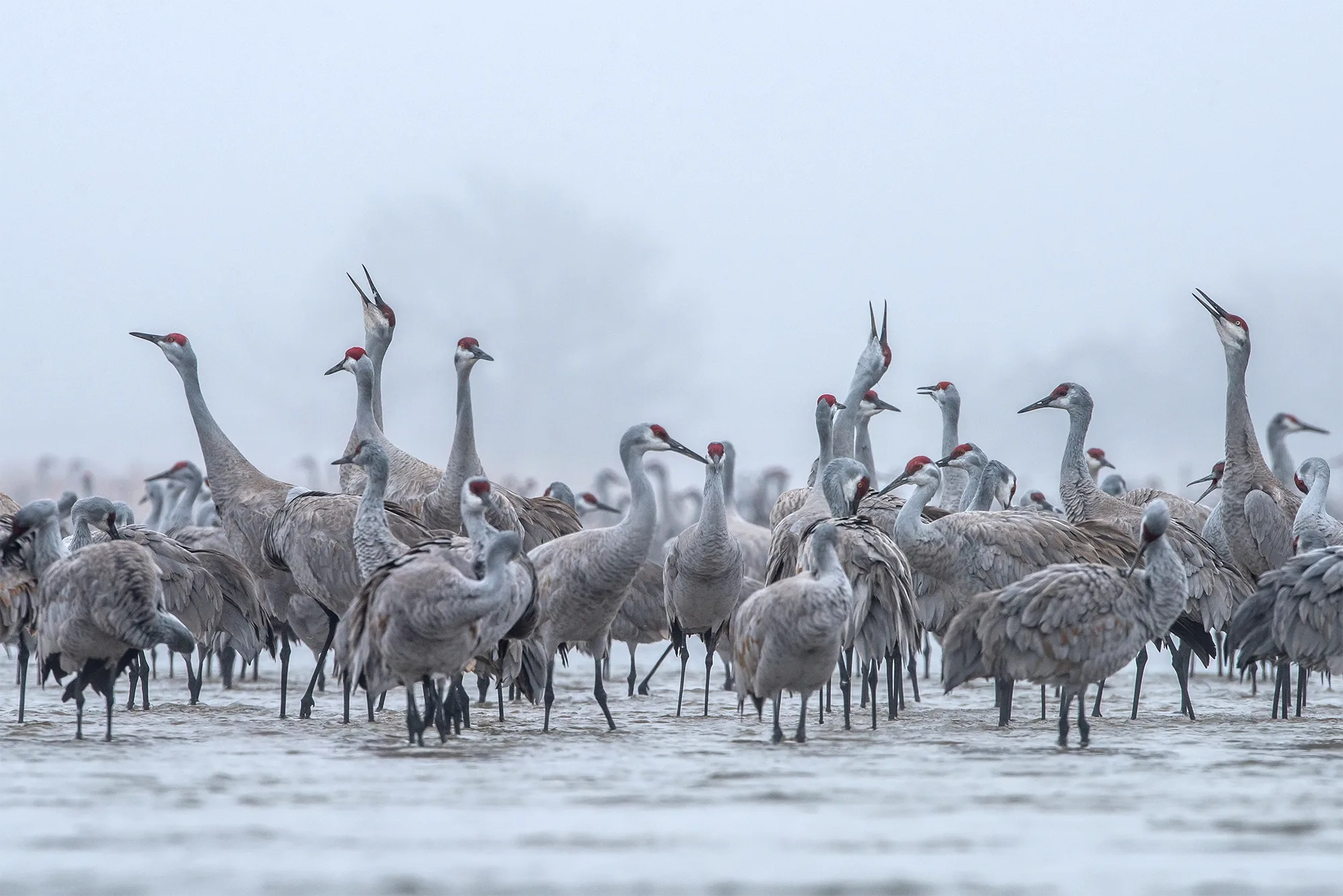 Sandhill cranes roosting on the foggy Platte River near Grand Island.