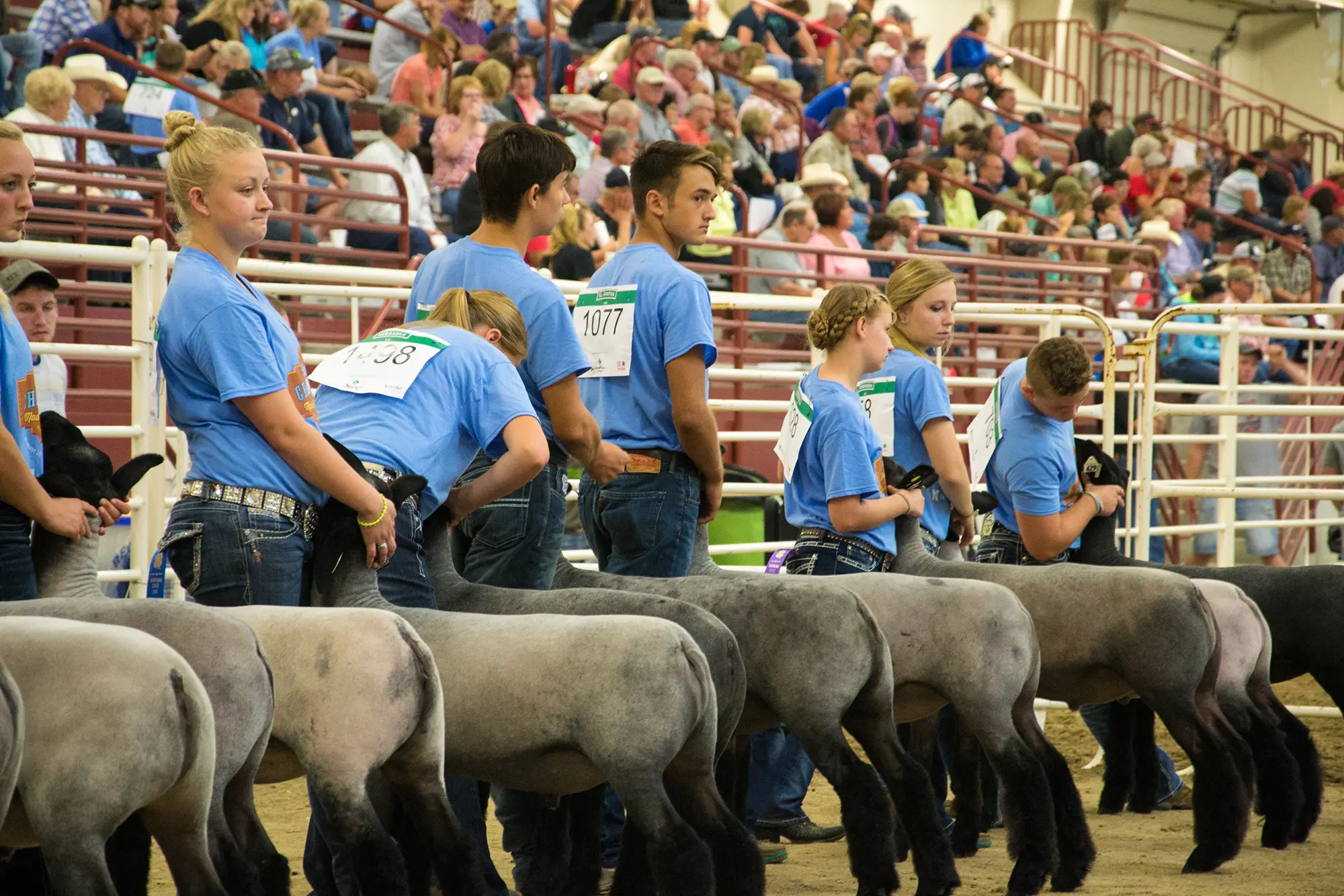 Youth show sheep in the Five Points Bank Arena on the Fonner Park Campus in Grand Island, Nebraska.