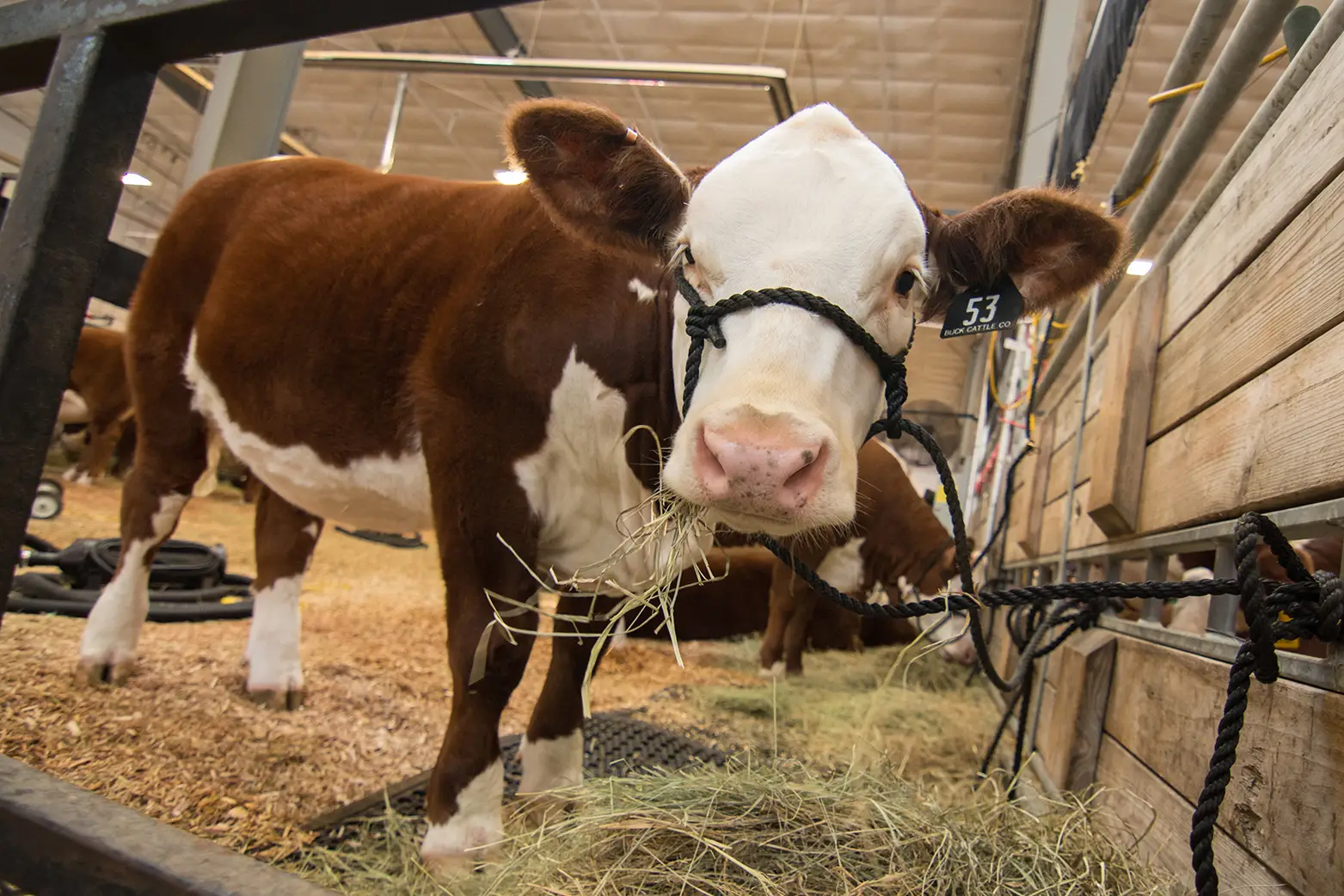 A calf chews on some fresh hay in the cattle barn at Fonner Park during a livestock show.