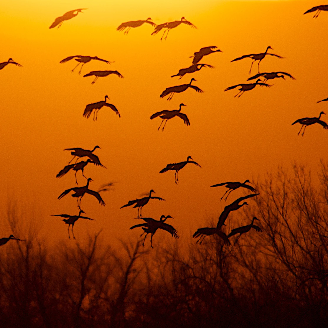 Sandhill cranes descent to the Platte River at sunset near Grand Island, Nebraska.
