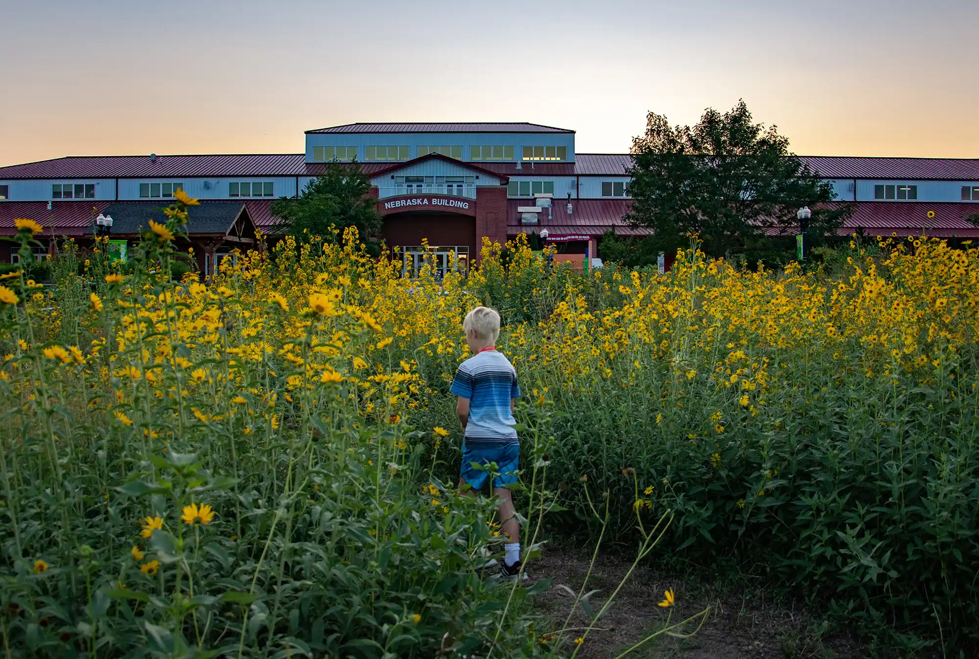 A young boy walks through a field of sunflowers during the Nebraska State Fair at Grand Island's Fonner Park.