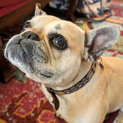 Close-up of a light tan French bulldog with big eyes and a patterned collar on a red rug.