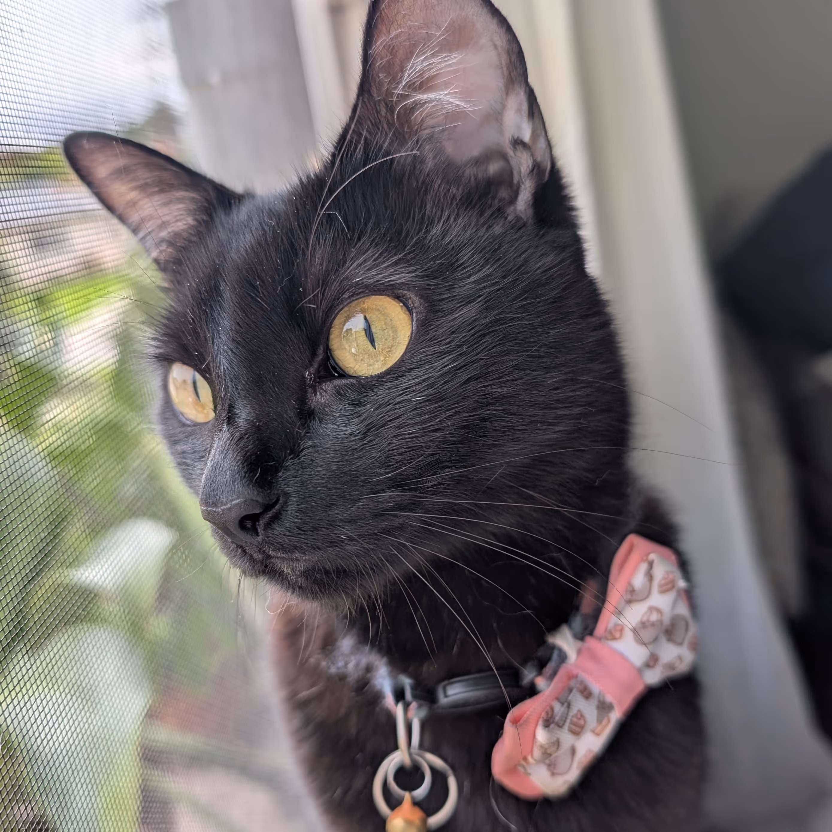 A black cat with a pink bowtie is facing the camera while they look at something interesting beyond.