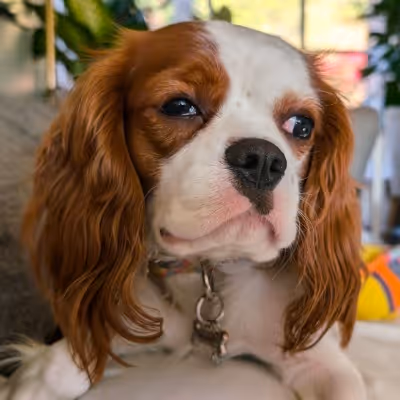 A brown and white young King Charles Cavalier dog is laying on a cushion and listfully staring offscreen
