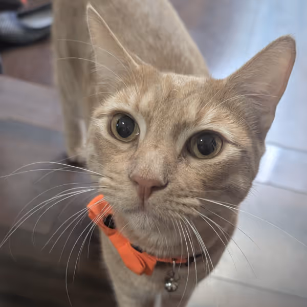 An orange tabby cat wearing an orange collar is facing the camera