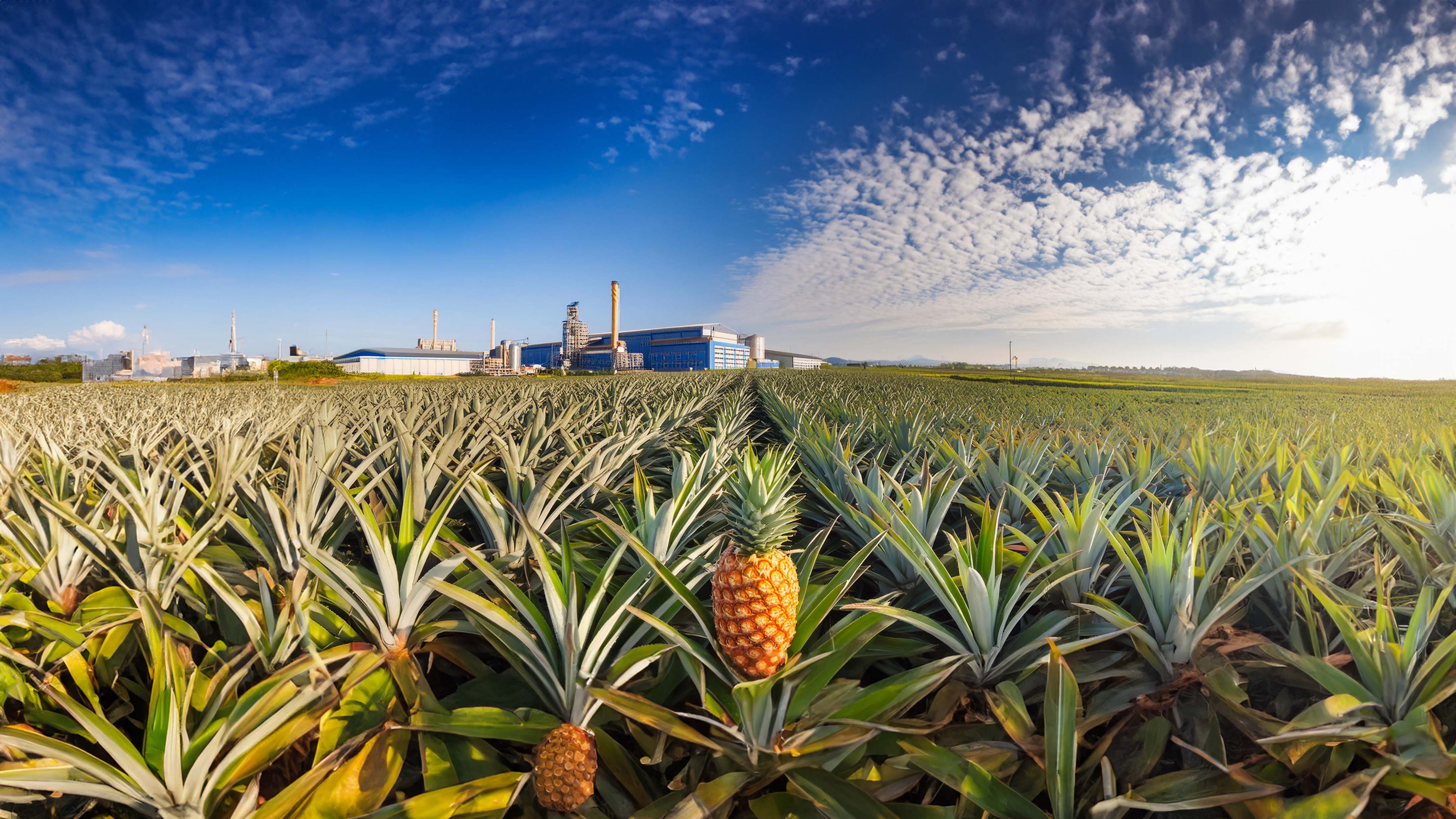 Wide pineapple field under a blue sky with scattered clouds and an industrial building in the background.