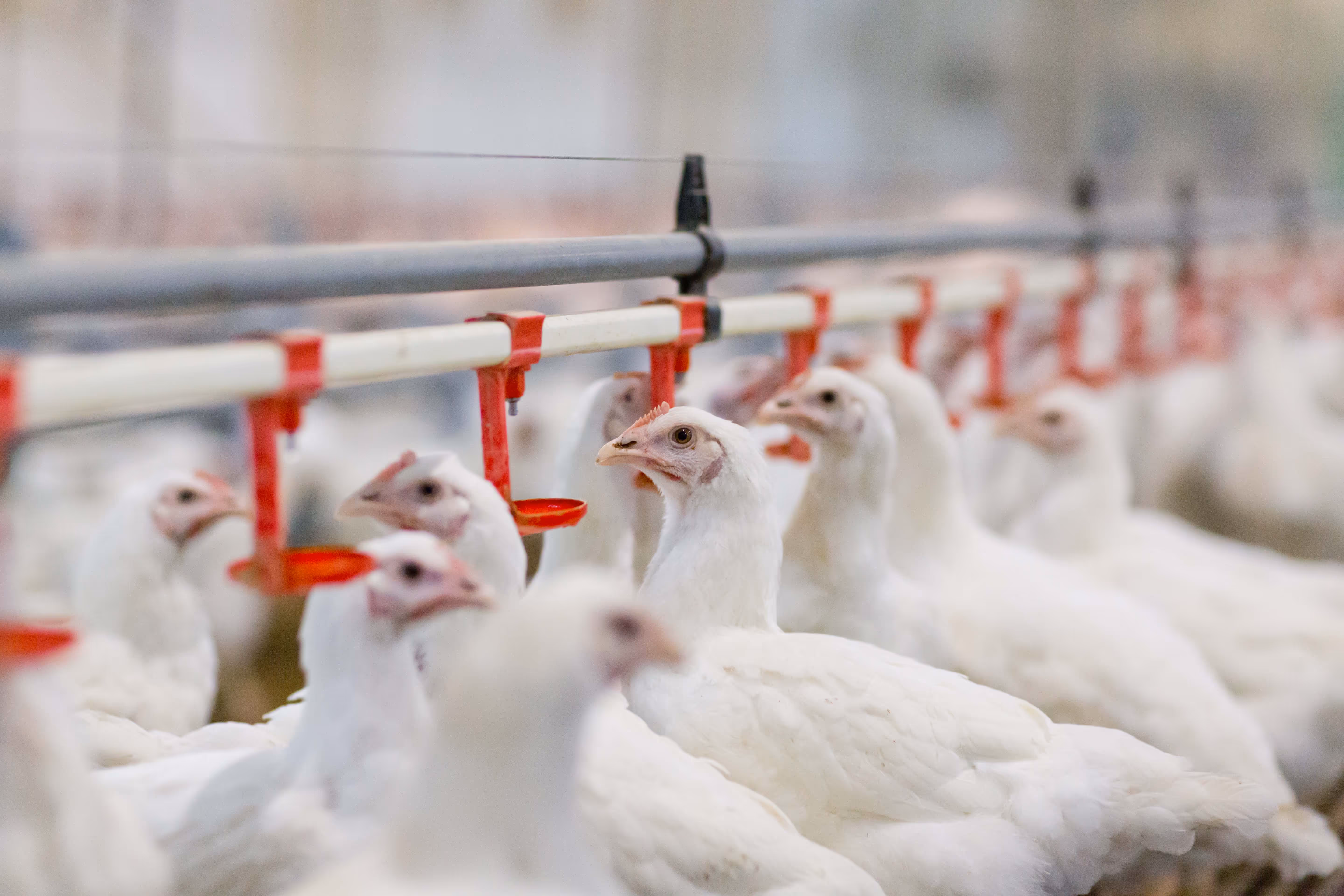Rows of white chickens underneath a red and white poultry watering system in a farm.