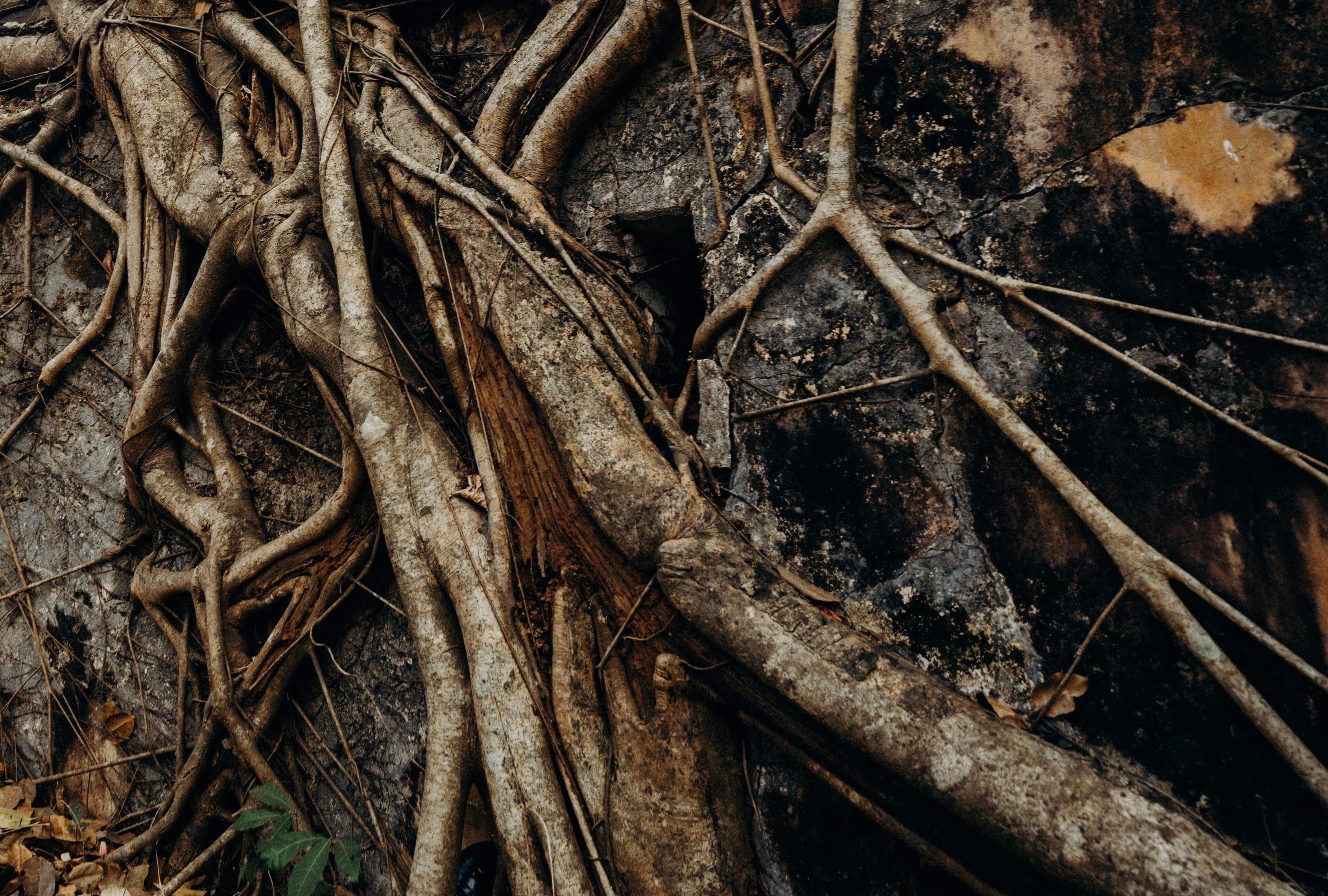 Intricate network of tree roots intertwined with a weathered stone surface.